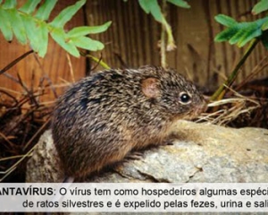 /wp-content/uploads/2017/07/25_hantavirus.jpg