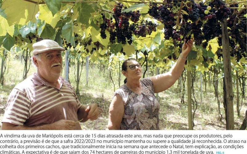 Vindima da uva já é destaque na imprensa regional!