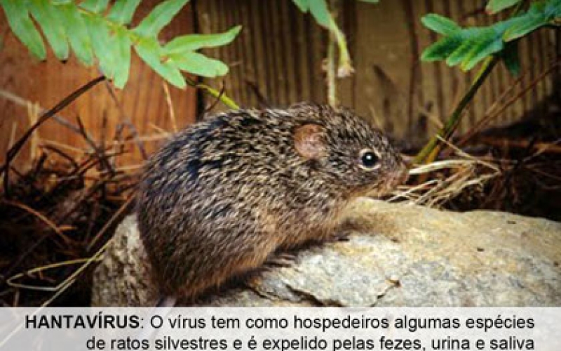Alerta para Hantavirose é divulgado pela Superintendência de Vigilância em Saúde do Estado