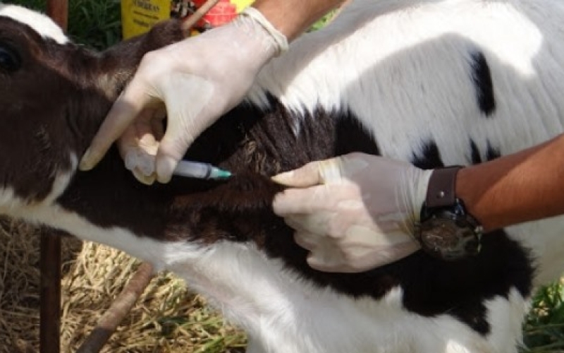 Campanha de Vacinação contra a Brucelose em Mariópolis.