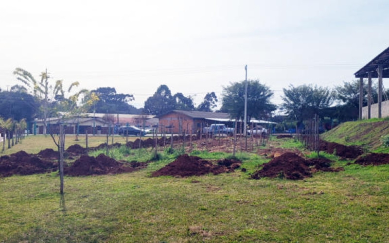Prefeitura de Mariópolis planta parreiral no Parque de Exposições