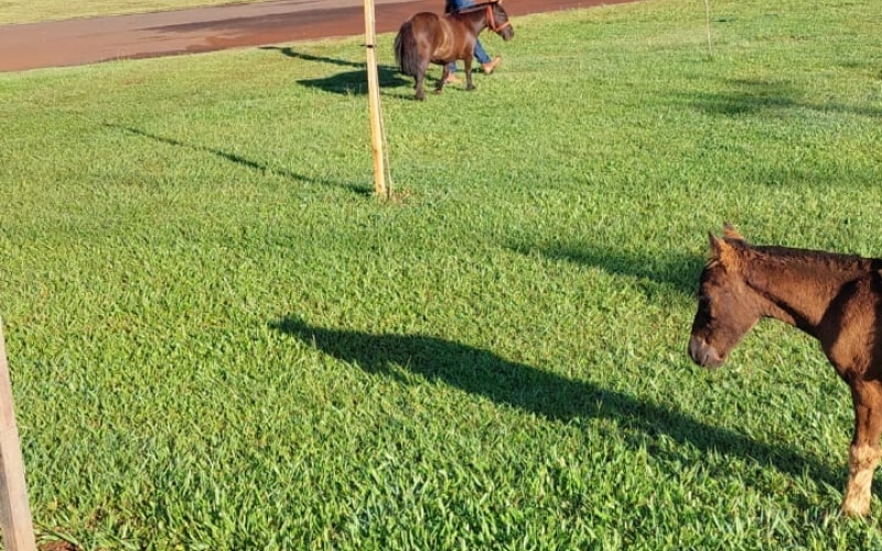 Nossas crianças irão se divertir lá no Rancho do Cowboy ...animais chegando no parque... Festa da Uva 2023.