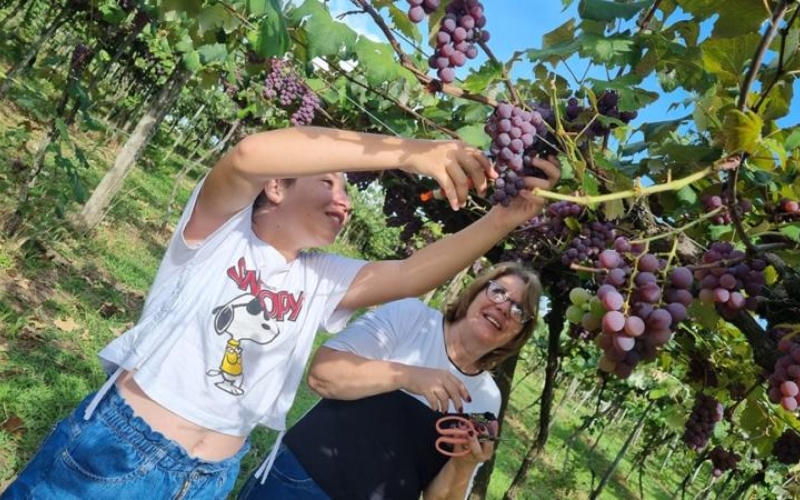 Mariópolis deve produzir 1,3 milhão de quilos de uva !