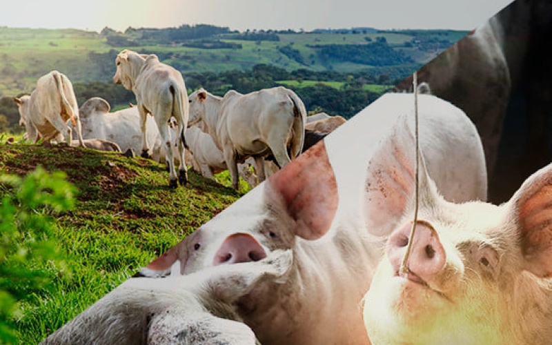 Obrigatoriedade de cadastro de rebanho vai até final de junho.