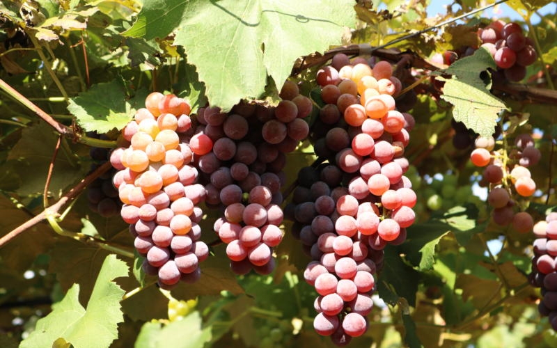 Valorize a Agricultura Familiar participe da Feira da Uva 2022.