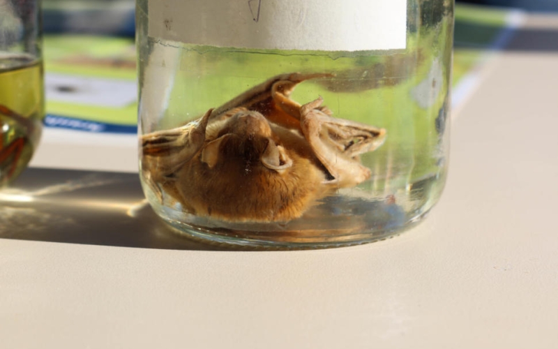 Dia da Saúde é comemorado no município de Mariópolis com o Circuito da Saúde