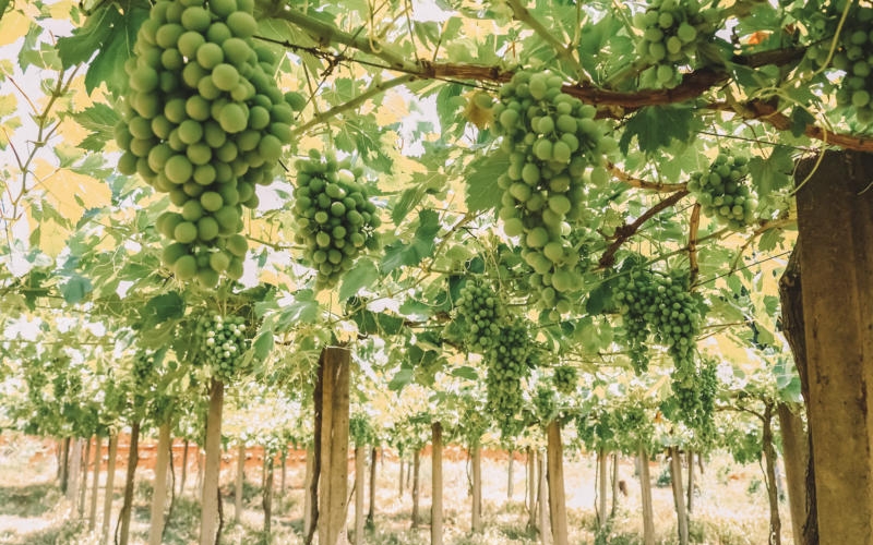 Mariópolis lança projeto de Enoturismo: Caminhos da Uva