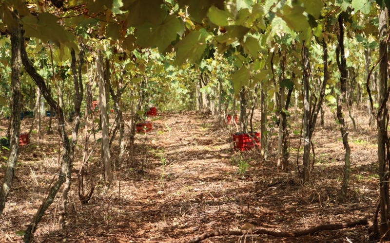 Feira da Uva começa neste fim de semana em Mariópolis.