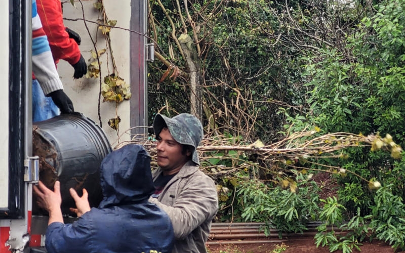 300 novas mudas de árvores serão plantadas em Mariópolis