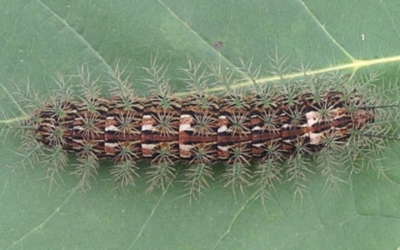 Departamento de Saúde alerta sobre acidentes com lagarta do gênero Lonomia