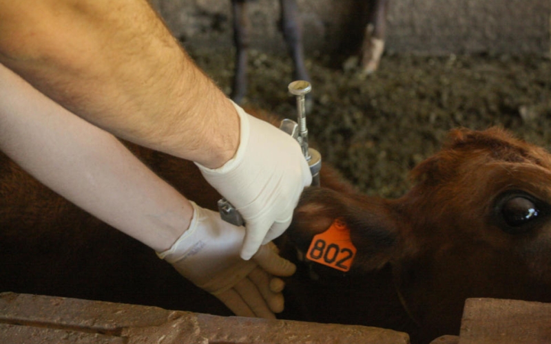O Departamento de Agricultura e Meio Ambiente está concluindo a primeira etapa da Campanha de Vacinação contra a Brucelo